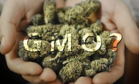 marijuana