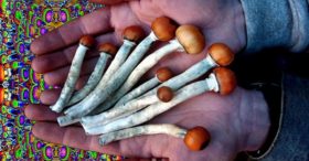 mushrooms