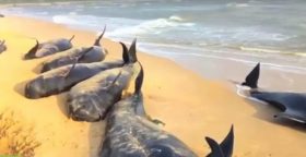 whales