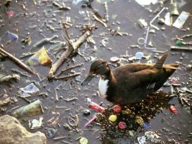 Pollution