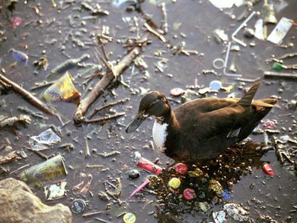 Pollution