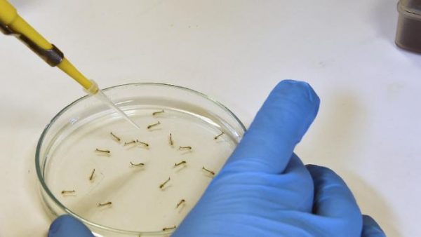 Zika