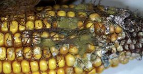 Corn