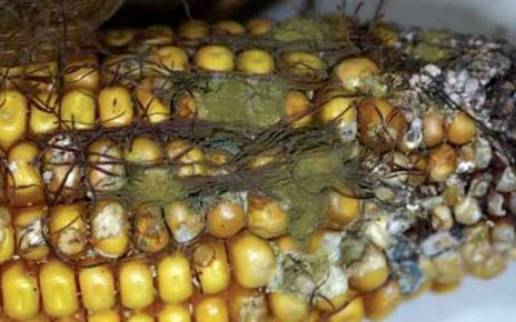 Corn