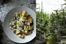 cannabis