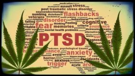EndoCannabinoid