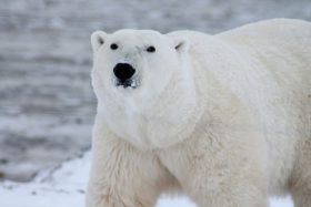 wildlife