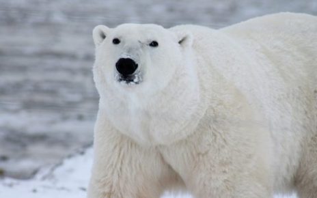 wildlife