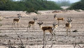 gazelle