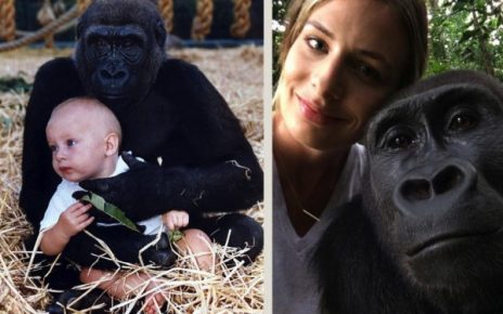Gorillas
