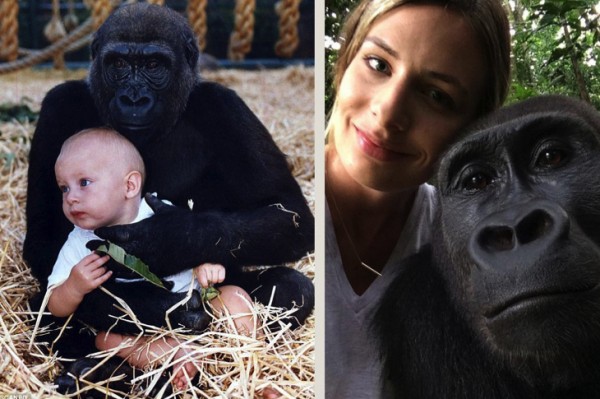 Gorillas