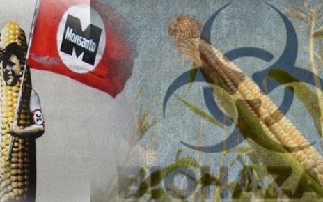 GMOs