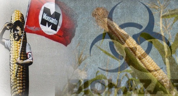 GMOs