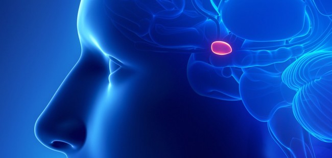 Pineal Gland
