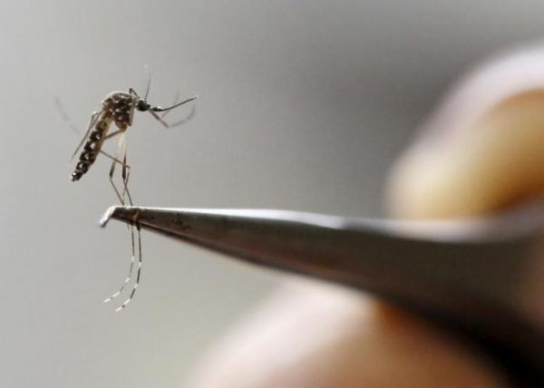 Zika