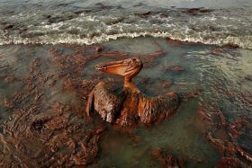 oil