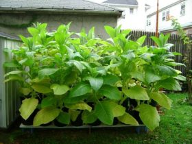 Organic tobacco