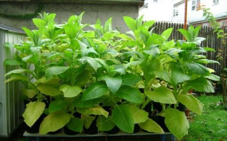Organic tobacco