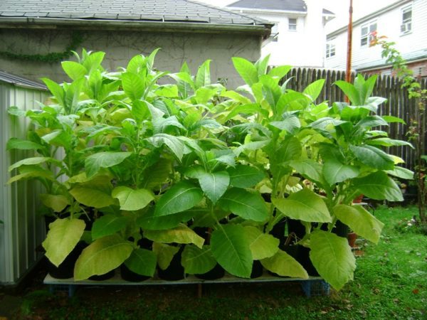 Organic tobacco