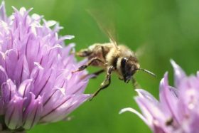 honey bee