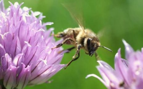 honey bee