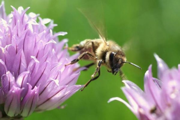 honey bee