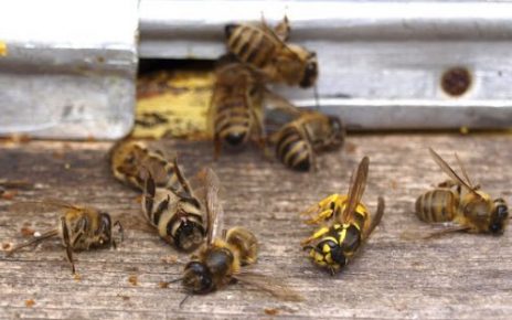 bees