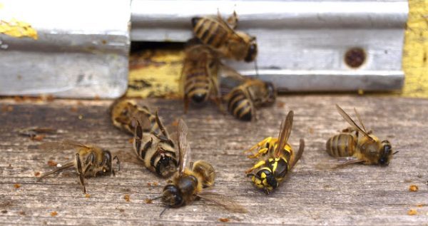 bees