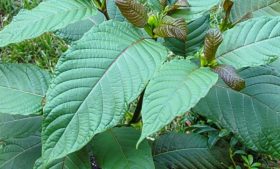 kratom