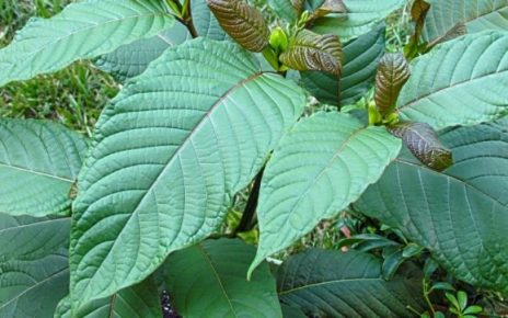 kratom