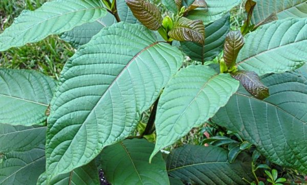kratom