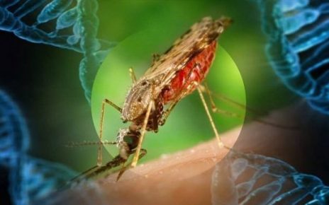 mosquito