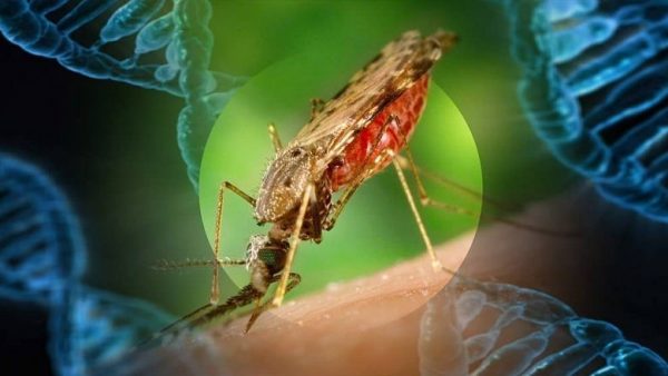 mosquito