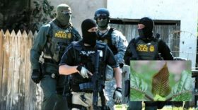 DEA