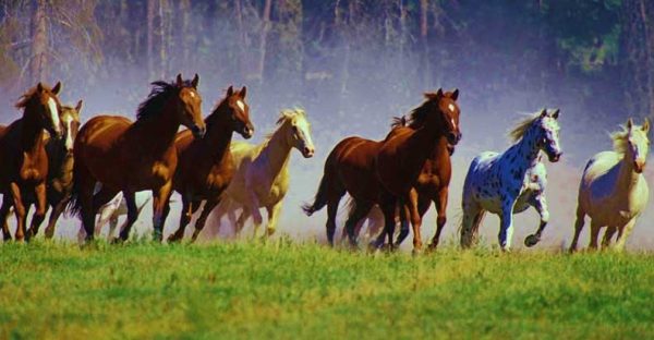 Bureau of Land Management