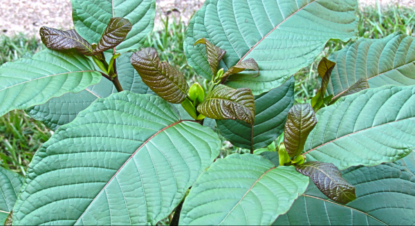kratom