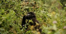 wildlife