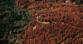 trees