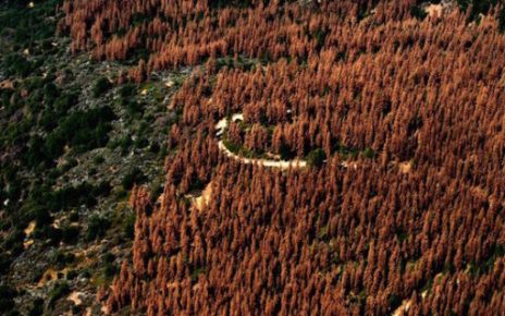 trees