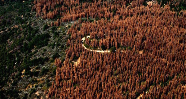 trees