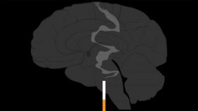 nicotine