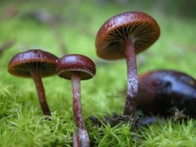 mushrooms