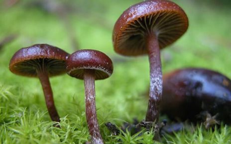 mushrooms