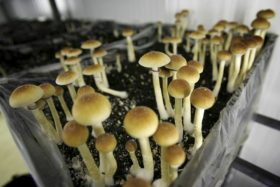 mushrooms