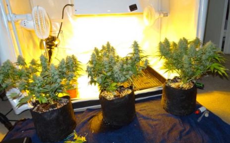 cannabis