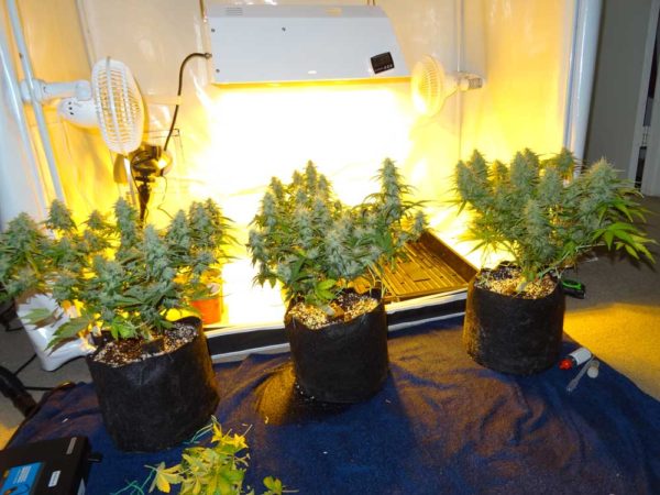 cannabis