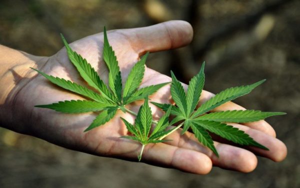 cannabis