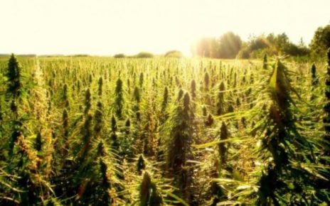 hemp