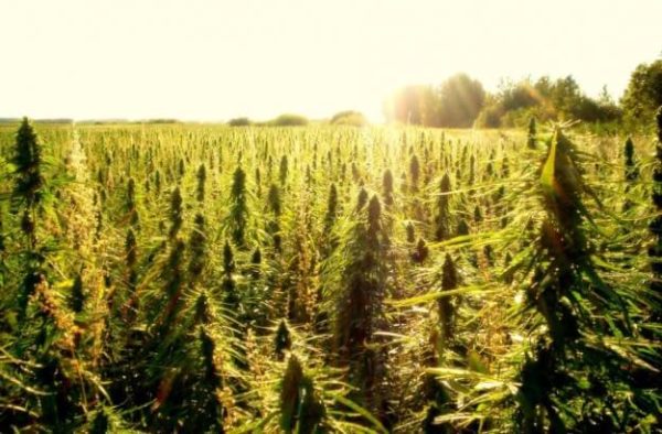 hemp