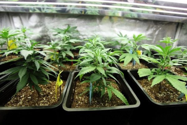 cannabis
